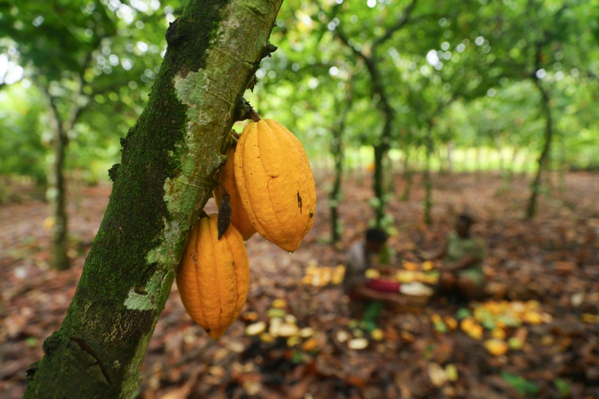 Keltaisia kaakaopuun hedelmiä roikkuu puusta.